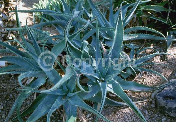 Yellow blooms; Evergreen; North American Native