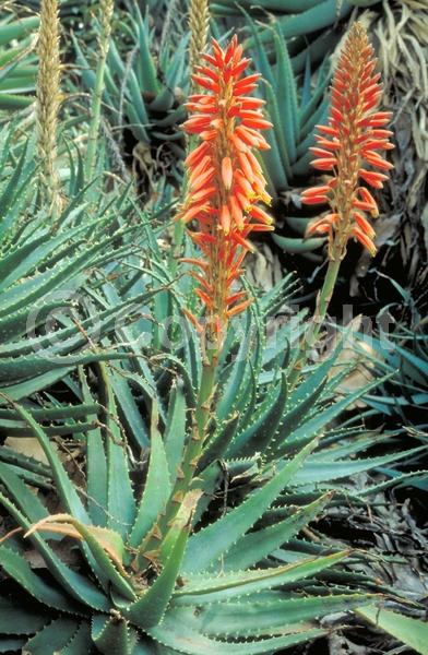 Red blooms; Evergreen; Needles or needle-like leaf