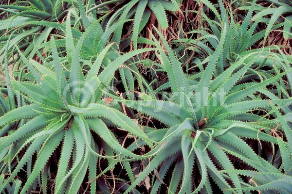 Red blooms; Evergreen; Needles or needle-like leaf