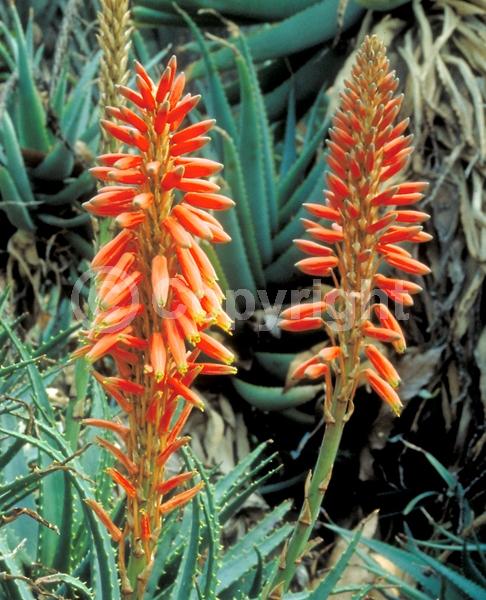 Red blooms; Evergreen; Needles or needle-like leaf