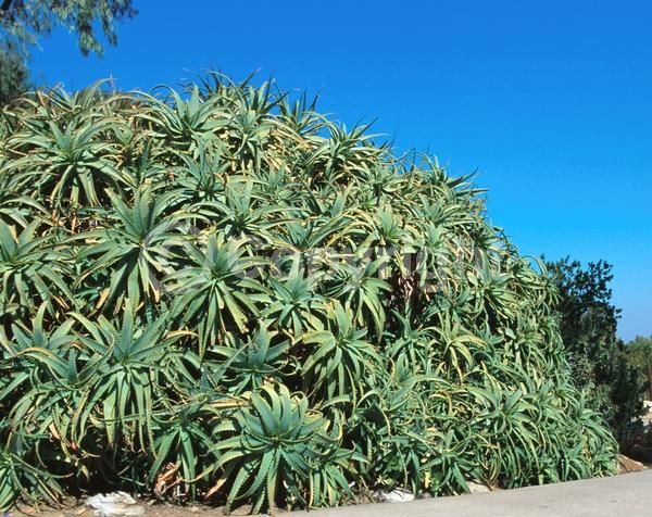 Red blooms; Evergreen; Needles or needle-like leaf