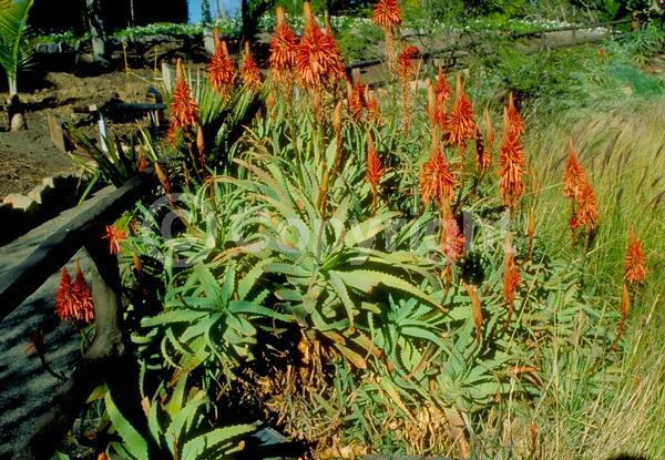 Red blooms; Evergreen; Needles or needle-like leaf