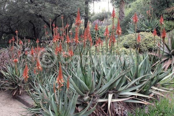 Red blooms; Evergreen; Needles or needle-like leaf