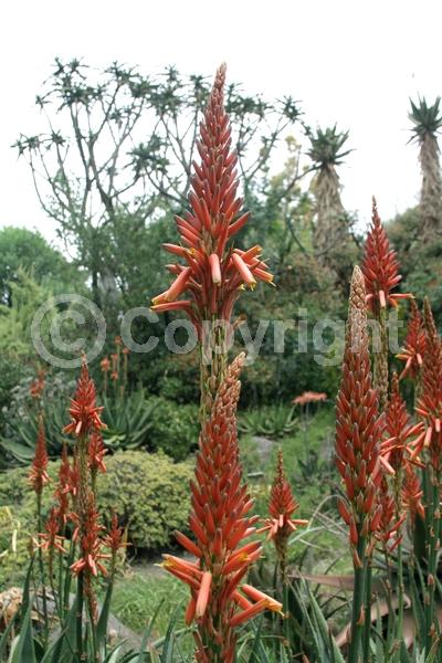 Red blooms; Evergreen; Needles or needle-like leaf