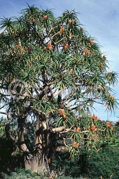 Orange blooms; Evergreen