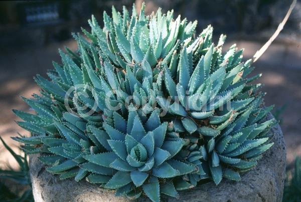 Red blooms; Evergreen; Needles or needle-like leaf