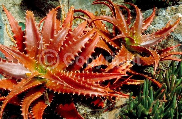 Red blooms; Evergreen; Needles or needle-like leaf