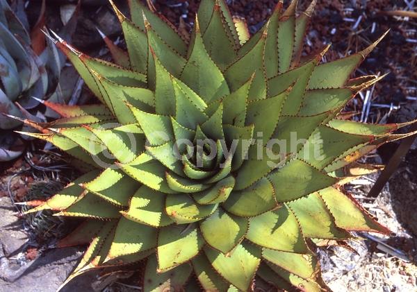 Yellow blooms; Evergreen