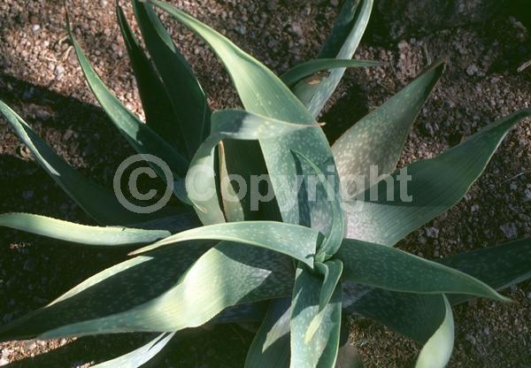 Yellow blooms; Evergreen