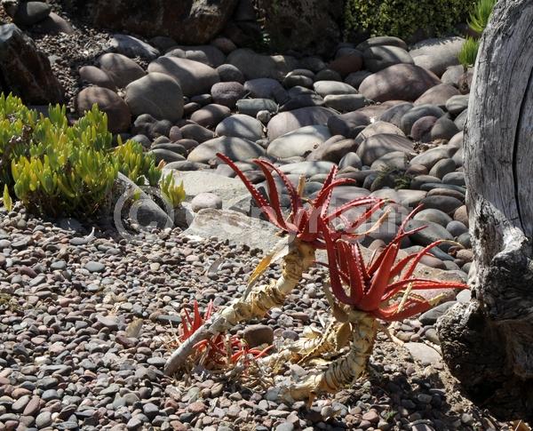 Red blooms; Orange blooms