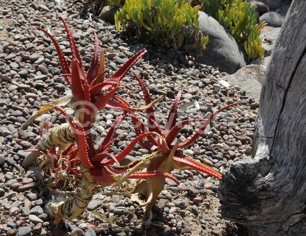 Red blooms; Orange blooms
