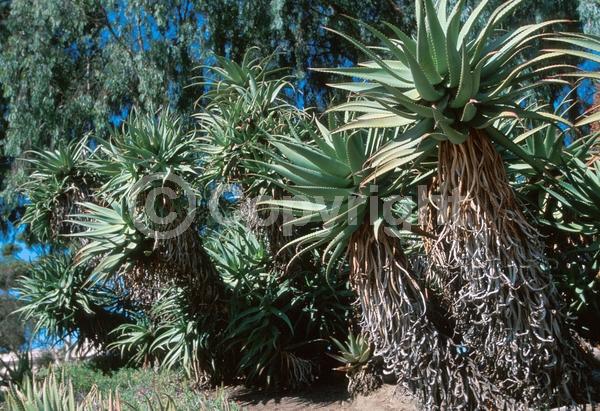 Evergreen; Needles or needle-like leaf