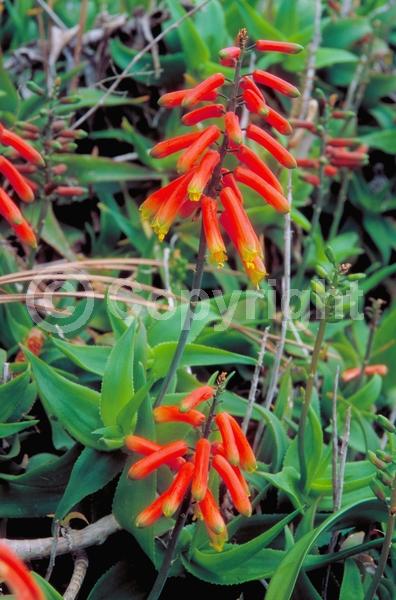 Red blooms; Evergreen; Broadleaf