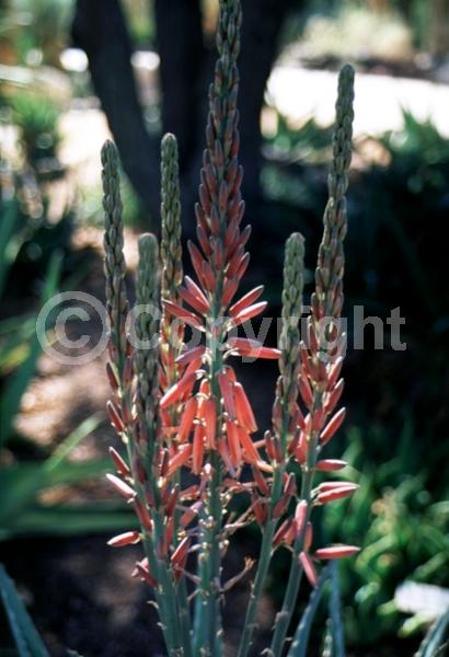 Pink blooms; Evergreen; North American Native