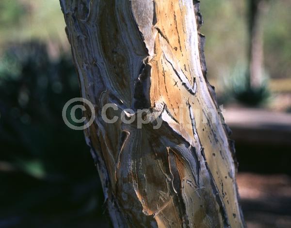 Yellow blooms; Evergreen
