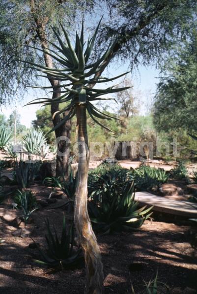 Yellow blooms; Evergreen