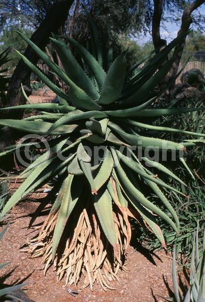 Red blooms; Evergreen; Needles or needle-like leaf