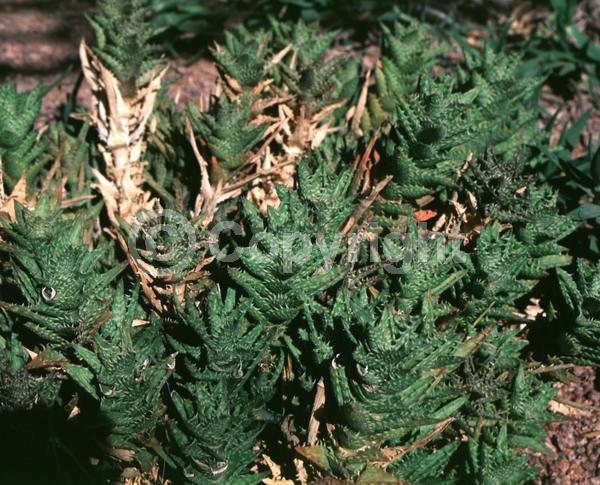 Yellow blooms; Evergreen