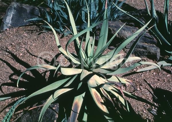 Red blooms; Evergreen; Needles or needle-like leaf
