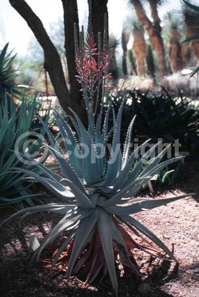 Red blooms; Evergreen