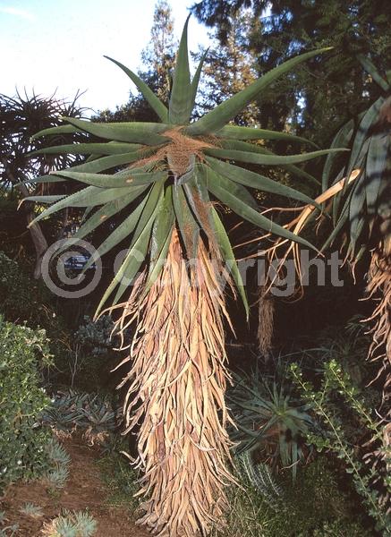 Orange blooms; Yellow blooms; Evergreen; Broadleaf