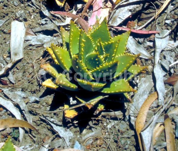 Red blooms; Evergreen; Needles or needle-like leaf