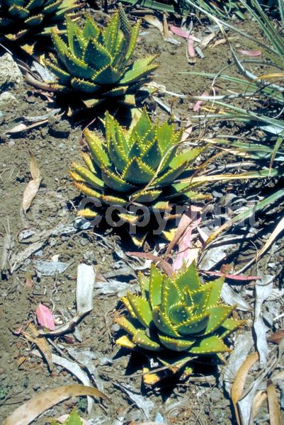 Red blooms; Evergreen; Needles or needle-like leaf