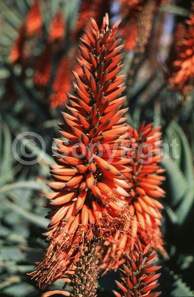 Orange blooms; Evergreen; Needles or needle-like leaf