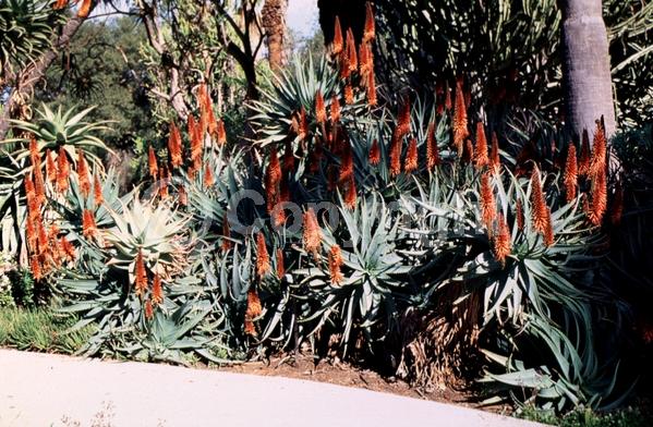 Orange blooms; Evergreen; Needles or needle-like leaf