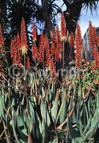 Orange blooms; Evergreen; Needles or needle-like leaf