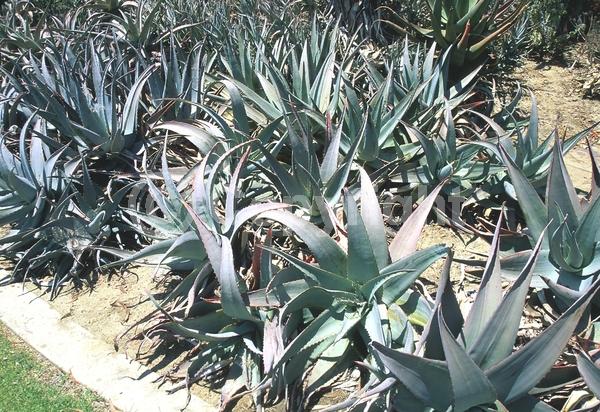 Red blooms; Pink blooms; Evergreen