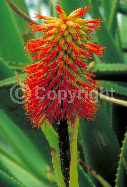 Red blooms; Evergreen; Needles or needle-like leaf