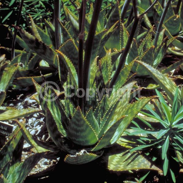 Red blooms; Orange blooms; Yellow blooms; Pink blooms; Evergreen; Needles or needle-like leaf