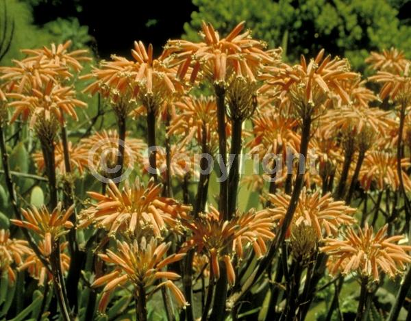 Red blooms; Orange blooms; Yellow blooms; Pink blooms; Evergreen; Needles or needle-like leaf