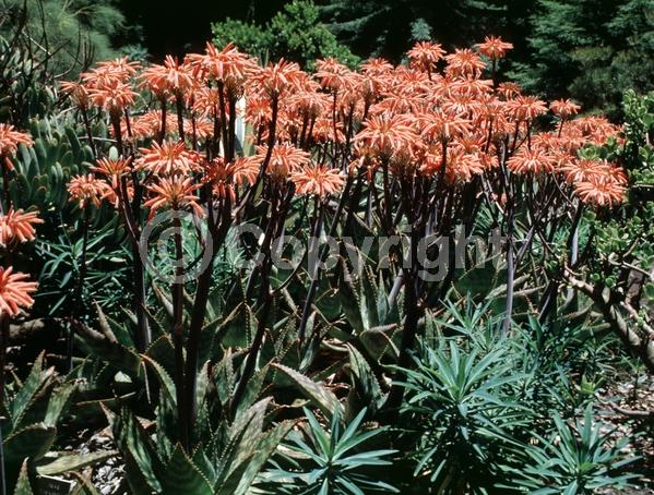 Red blooms; Orange blooms; Yellow blooms; Pink blooms; Evergreen; Needles or needle-like leaf