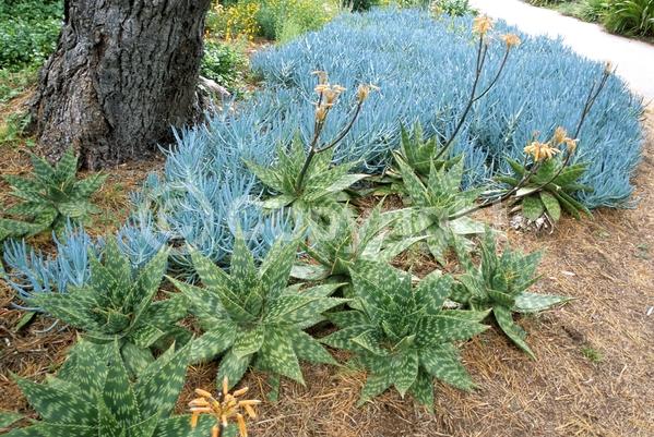 Red blooms; Orange blooms; Yellow blooms; Pink blooms; Evergreen; Needles or needle-like leaf