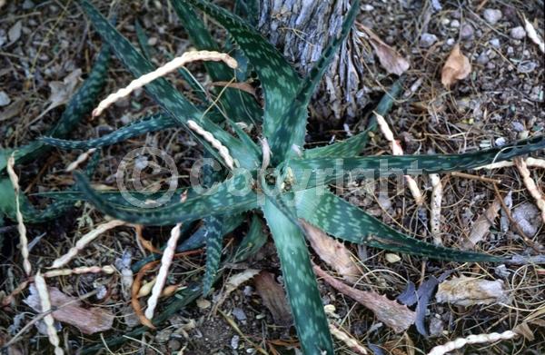Red blooms; Orange blooms; Yellow blooms; Pink blooms; Evergreen; Needles or needle-like leaf