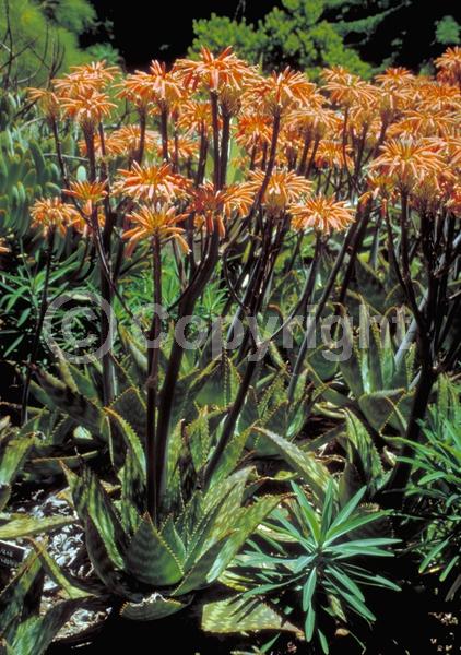 Red blooms; Orange blooms; Yellow blooms; Pink blooms; Evergreen; Needles or needle-like leaf