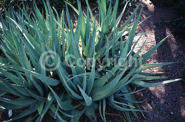 Yellow blooms; Evergreen