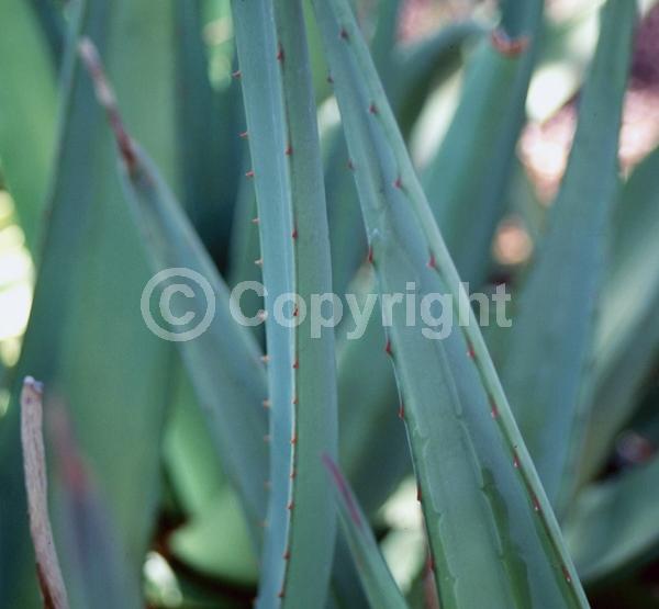 Yellow blooms; Evergreen