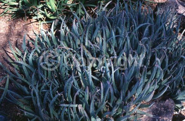 Yellow blooms; Evergreen