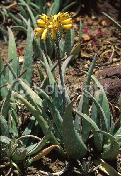 Yellow blooms; Evergreen