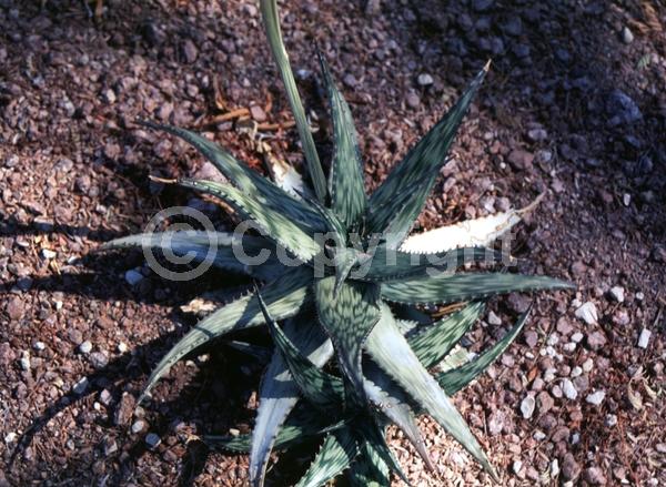 Red blooms; Evergreen