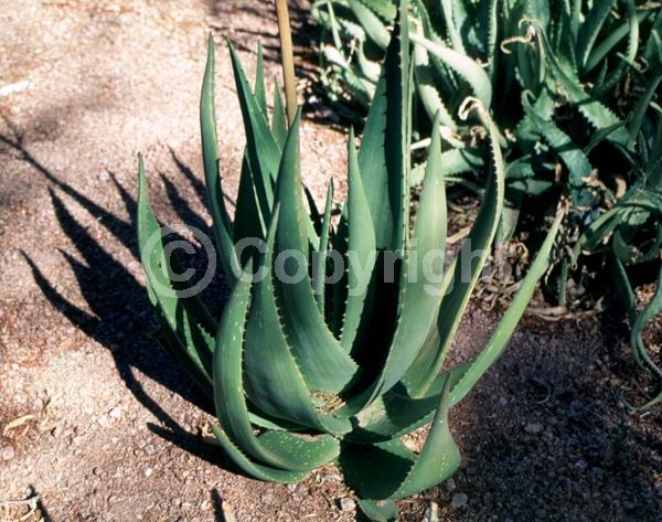 Red blooms; Evergreen