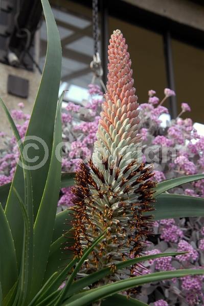 Pink blooms; Evergreen