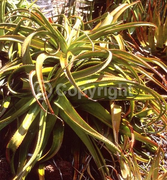 Yellow blooms; Evergreen