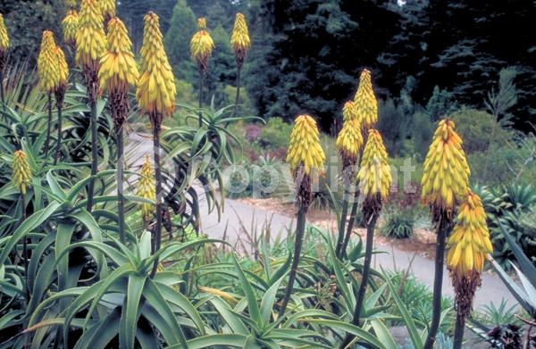 Yellow blooms; Evergreen; Needles or needle-like leaf
