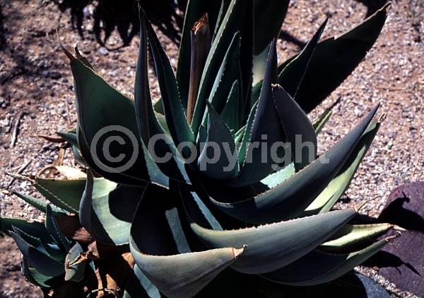 Orange blooms; Evergreen; Needles or needle-like leaf