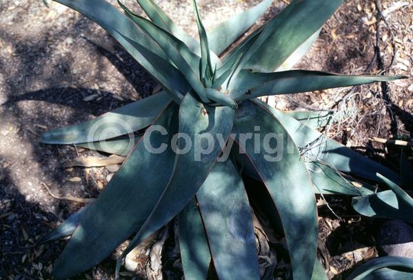 Orange blooms; Evergreen; Needles or needle-like leaf