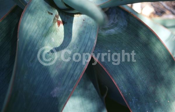 Orange blooms; Evergreen; Needles or needle-like leaf